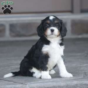 Haven, Cavapoo Puppy